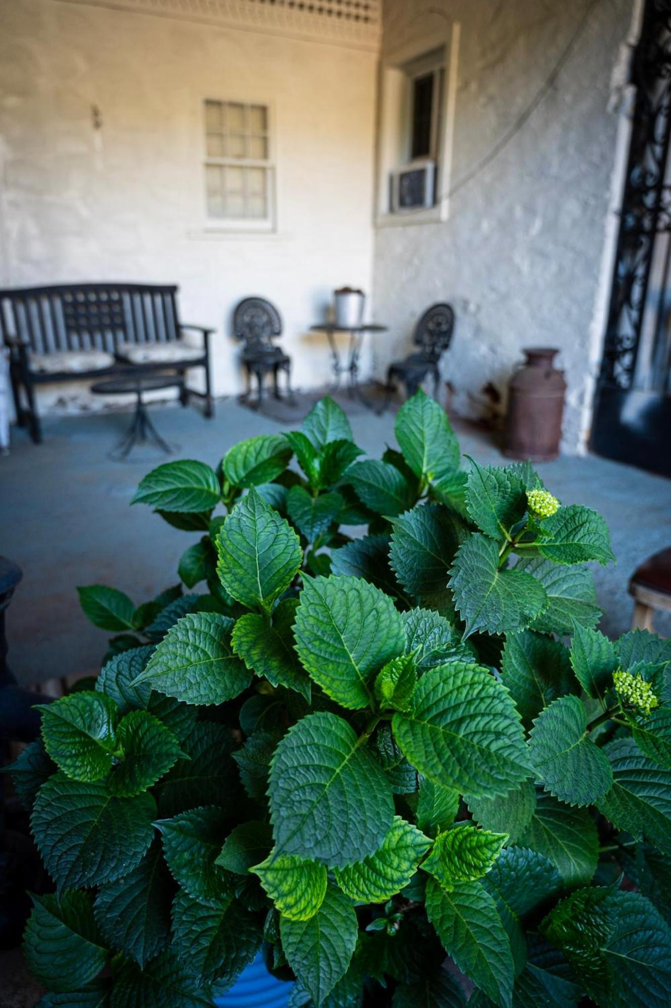 Gunn House Hotel Сонора Екстериор снимка